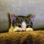 Как вывести устаревший запах кошачьей мочи: простые способы для чистого дома
